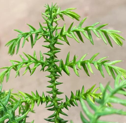 南洋杉适合在屋养吗？南洋杉盆景家里能养吗？-第5张图片-优品飞百科