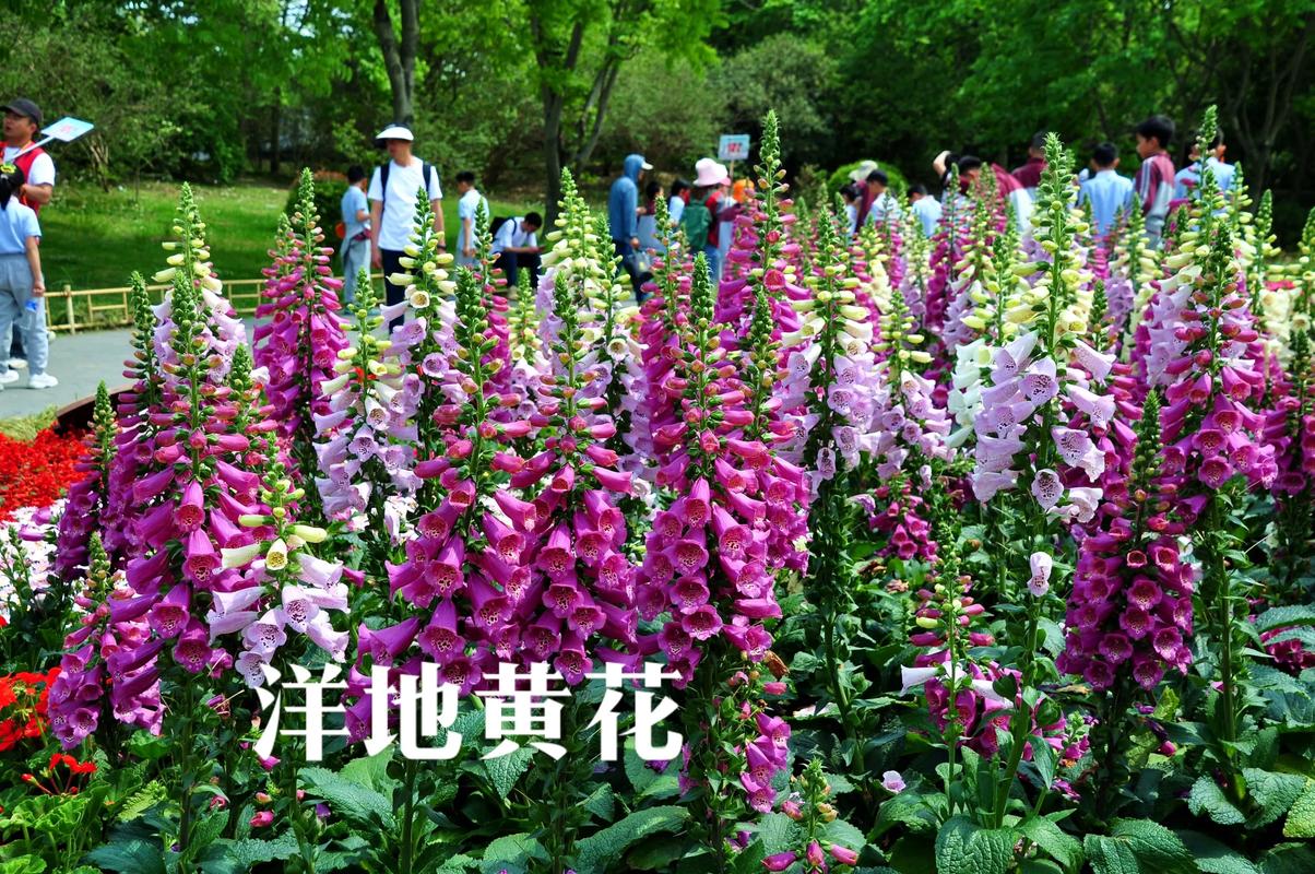 洋地黄的功效和作用？洋地黄的功效和作用是什么？-第3张图片-优品飞百科