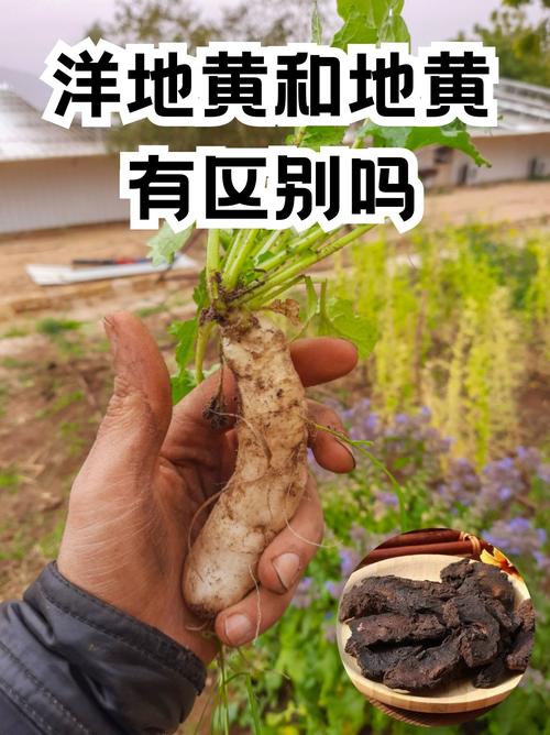 洋地黄的功效和作用？洋地黄的功效和作用是什么？-第4张图片-优品飞百科