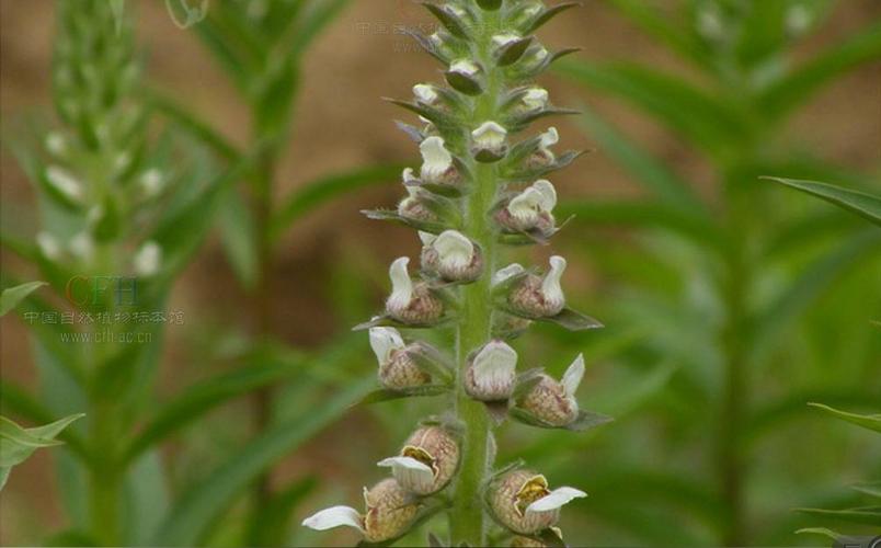 洋地黄的功效和作用？洋地黄的功效和作用是什么？-第6张图片-优品飞百科