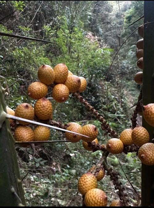 情人果是什么水果，长什么样子，情人果含糖量高吗？-第4张图片-优品飞百科