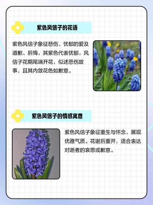 风信子花期，风信子的花语，风信子花期怎么养护-第1张图片-优品飞百科
