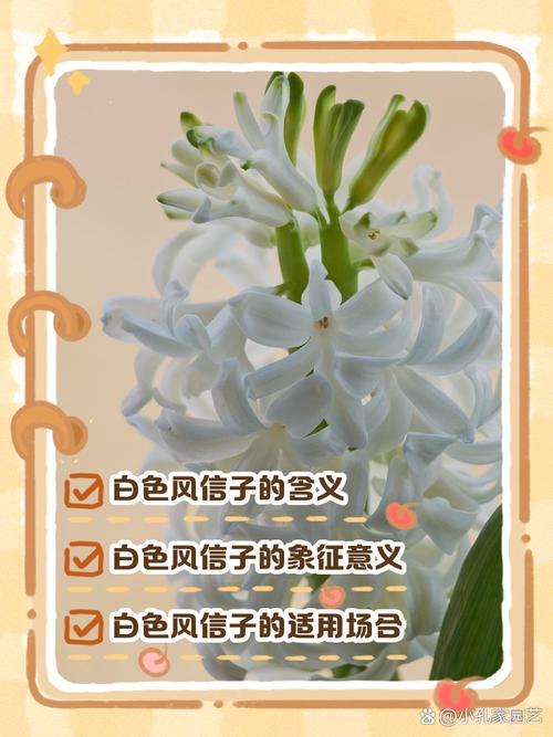 风信子花期，风信子的花语，风信子花期怎么养护-第2张图片-优品飞百科