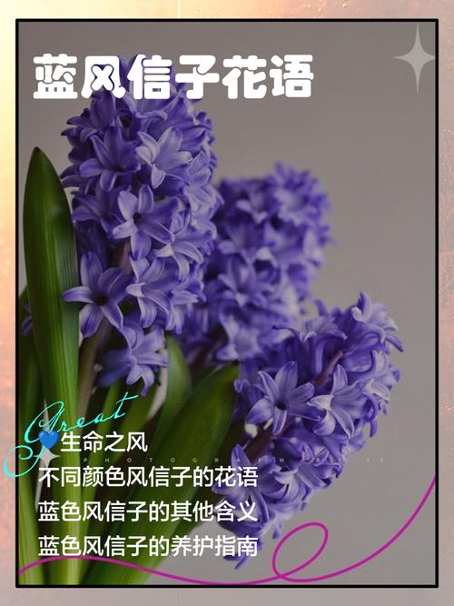 风信子花期，风信子的花语，风信子花期怎么养护-第3张图片-优品飞百科