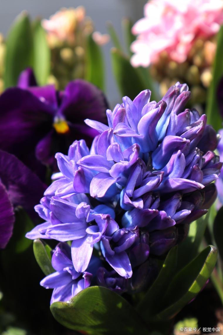 风信子花期，风信子的花语，风信子花期怎么养护-第4张图片-优品飞百科
