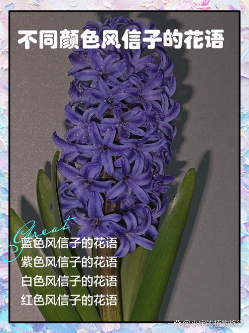 风信子花期，风信子的花语，风信子花期怎么养护-第5张图片-优品飞百科