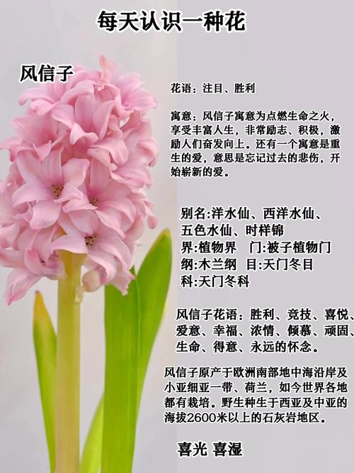 风信子花期，风信子的花语，风信子花期怎么养护-第7张图片-优品飞百科