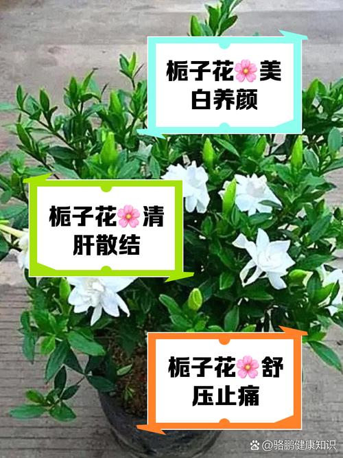 栀子花的功效与作用？栀子的功效与作用？-第1张图片-优品飞百科