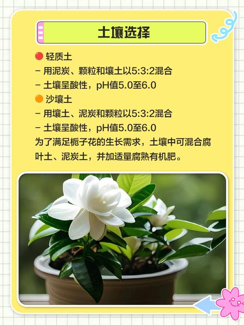 栀子花的功效与作用？栀子的功效与作用？-第4张图片-优品飞百科