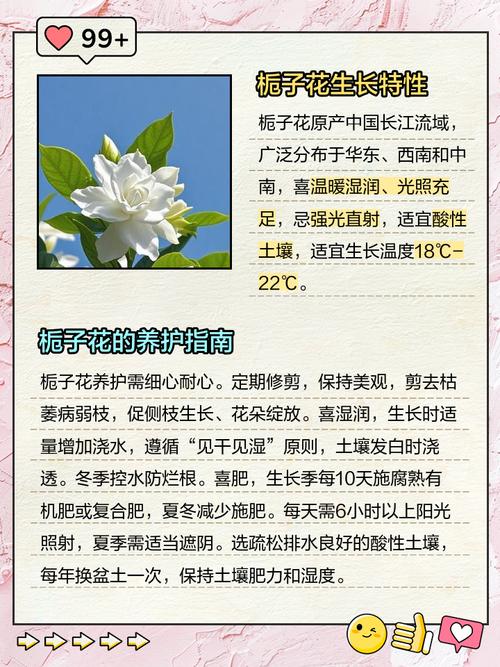 栀子花的功效与作用？栀子的功效与作用？-第6张图片-优品飞百科