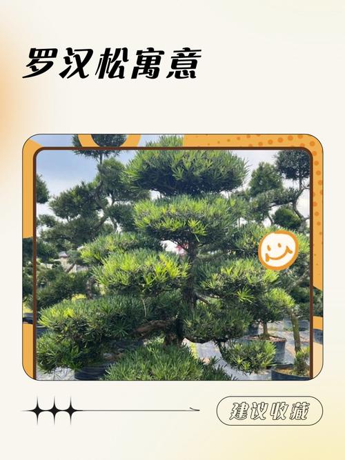 罗汉松种在什么位置好，有什么风水寓意，罗汉松一般栽在哪方位？