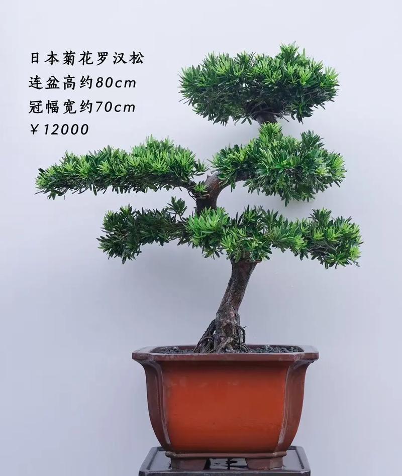 罗汉松种在什么位置好，有什么风水寓意，罗汉松一般栽在哪方位？-第2张图片-优品飞百科