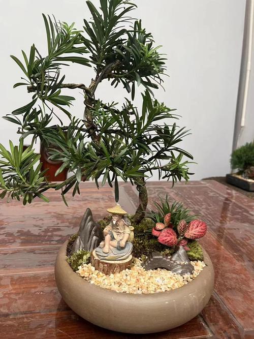 罗汉松种在什么位置好，有什么风水寓意，罗汉松一般栽在哪方位？-第3张图片-优品飞百科