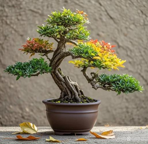 罗汉松种在什么位置好，有什么风水寓意，罗汉松一般栽在哪方位？-第4张图片-优品飞百科