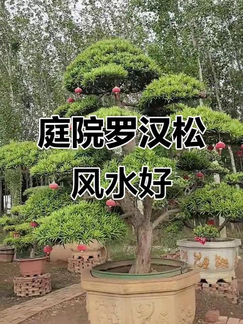 罗汉松种在什么位置好，有什么风水寓意，罗汉松一般栽在哪方位？-第5张图片-优品飞百科