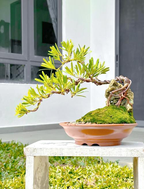 罗汉松种在什么位置好，有什么风水寓意，罗汉松一般栽在哪方位？-第6张图片-优品飞百科