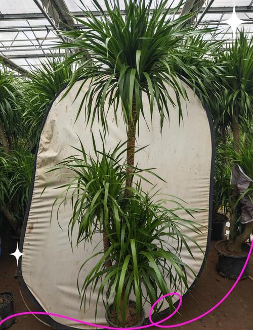 镇宅辟邪的盆栽植物，镇宅辟邪的盆栽植物是什么？