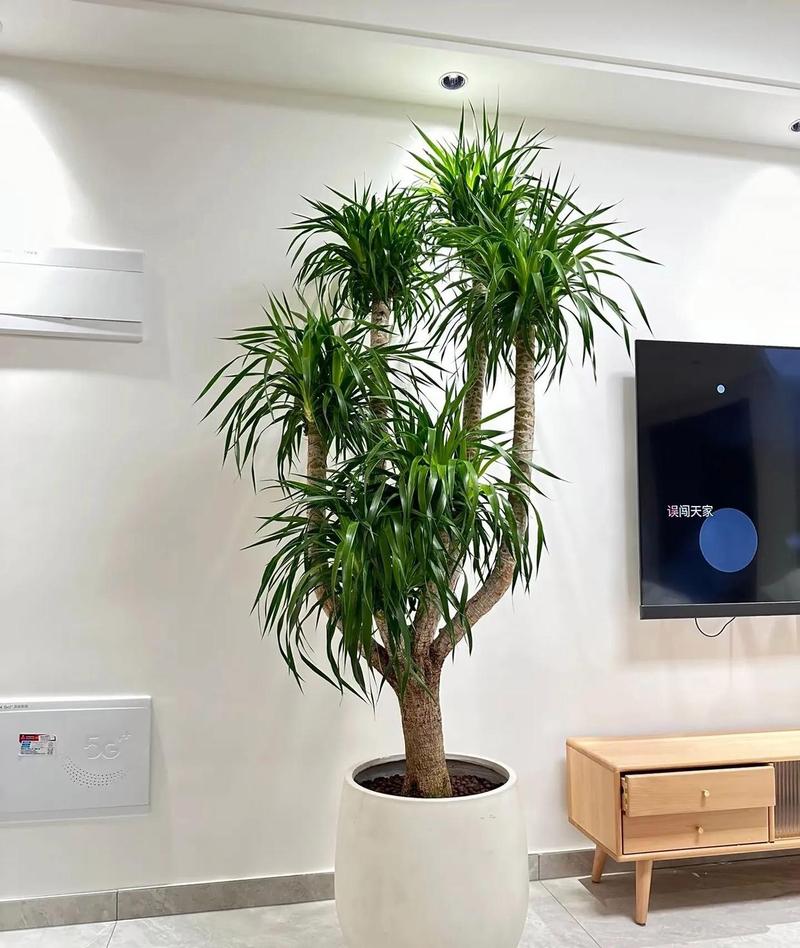 镇宅辟邪的盆栽植物，镇宅辟邪的盆栽植物是什么？-第5张图片-优品飞百科