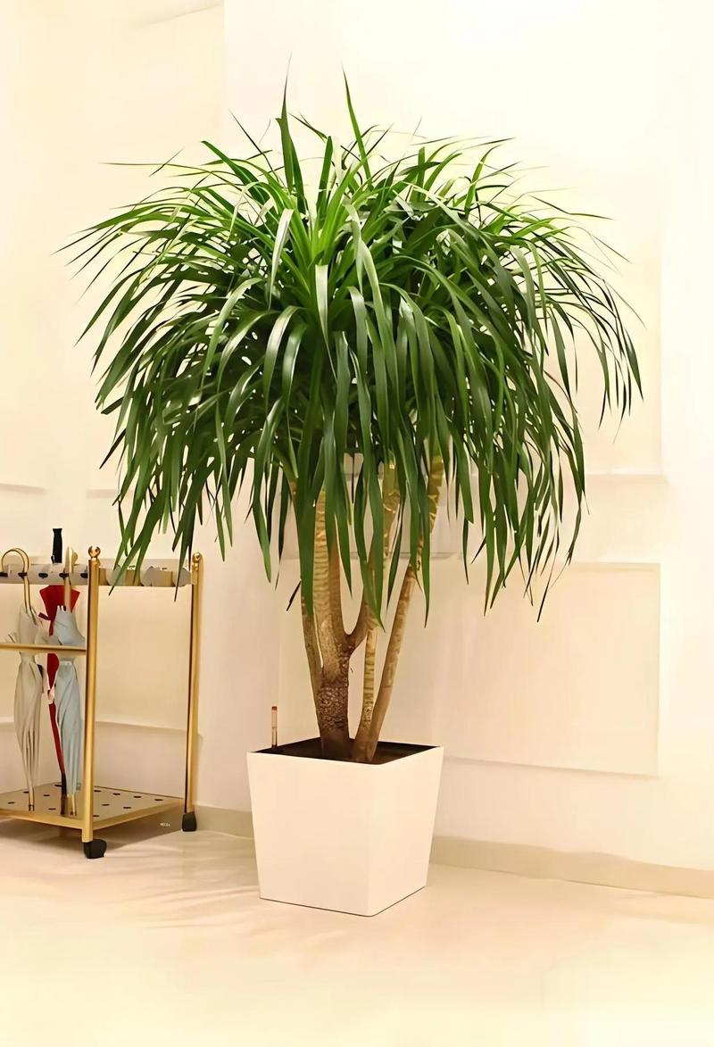 镇宅辟邪的盆栽植物，镇宅辟邪的盆栽植物是什么？-第7张图片-优品飞百科