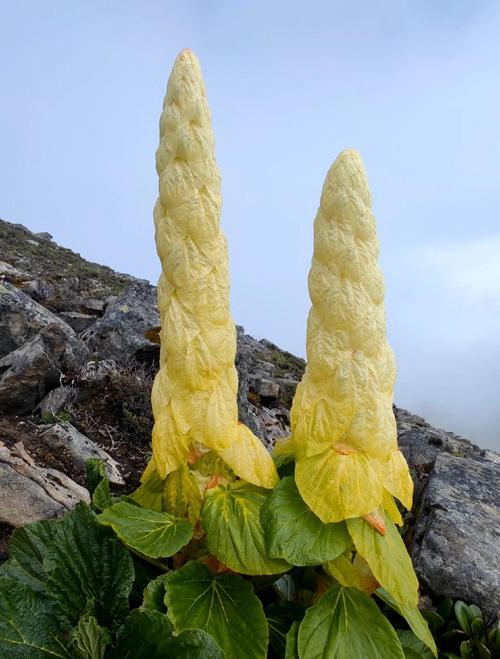 塔黄是什么植物，塔黄是什么药材？-第1张图片-优品飞百科