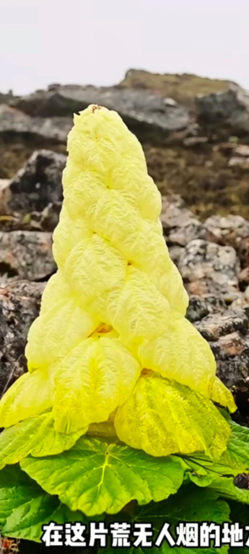 塔黄是什么植物，塔黄是什么药材？-第2张图片-优品飞百科