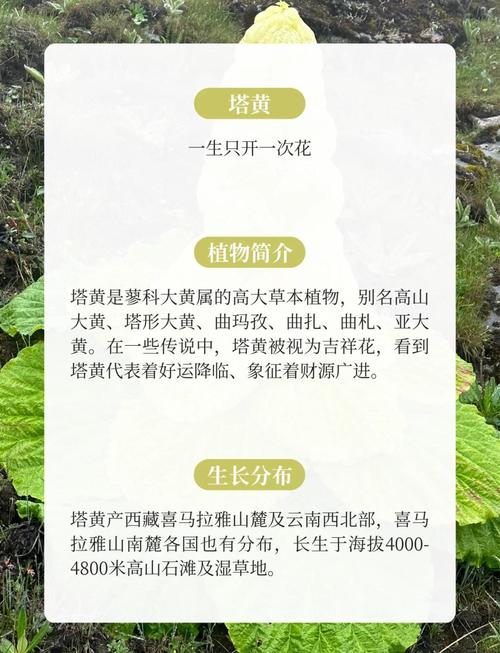 塔黄是什么植物，塔黄是什么药材？-第3张图片-优品飞百科