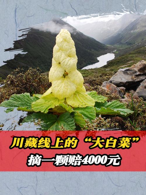 塔黄是什么植物，塔黄是什么药材？-第4张图片-优品飞百科
