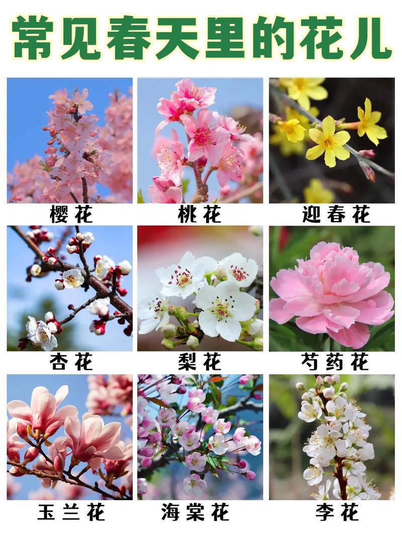 花卉的分类，花卉的分类ppt