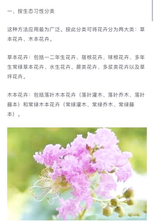 花卉的分类,花卉的分类ppt-第4张图片-优品飞百科 花卉的分类,花卉的分类ppt-第4张图片-优品飞百科