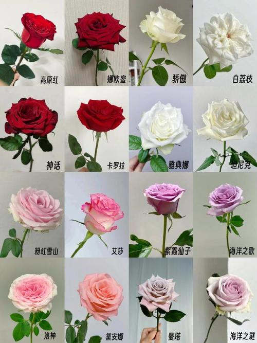 花卉的分类,花卉的分类ppt-第5张图片-优品飞百科 花卉的分类,花卉的分类ppt-第5张图片-优品飞百科