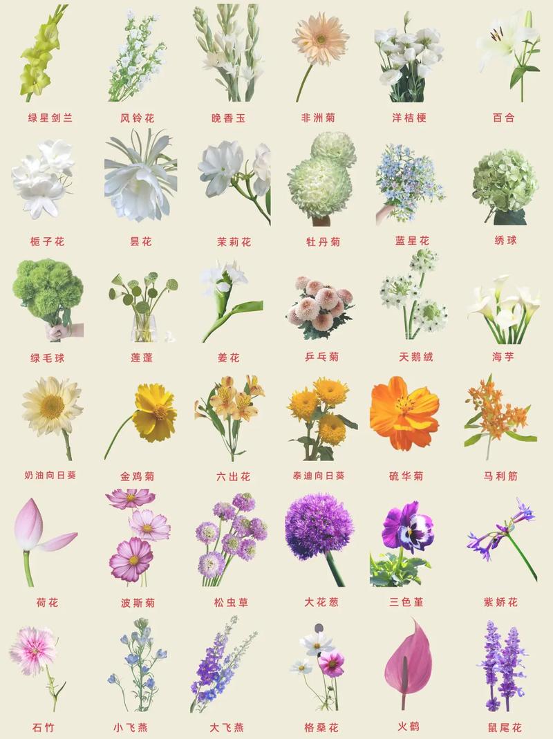 花卉的分类,花卉的分类ppt-第7张图片-优品飞百科 花卉的分类,花卉的分类ppt-第7张图片-优品飞百科