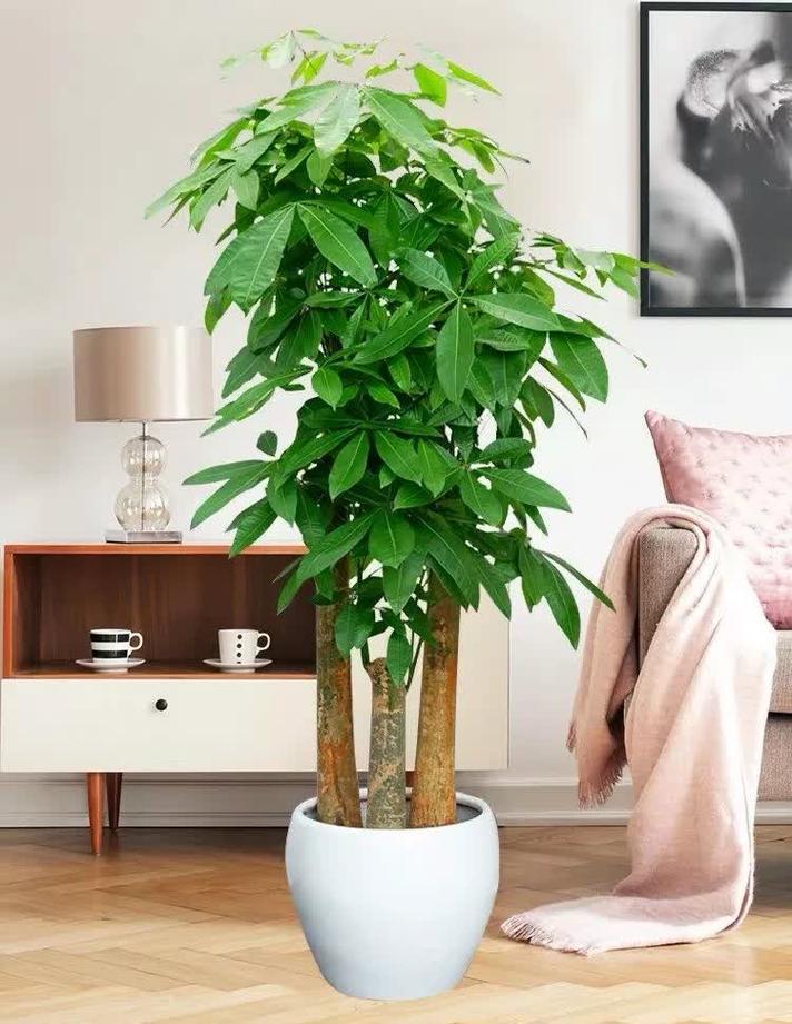 红花蕉的花语及其价值？红花蕉图片？