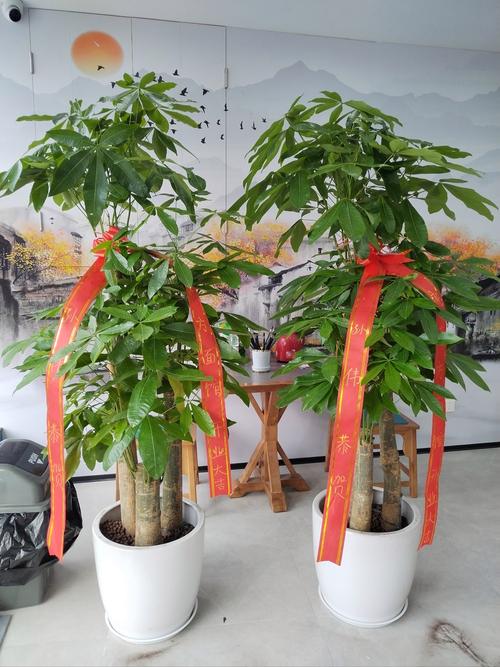 红花蕉的花语及其价值?红花蕉图片?-第2张图片-优品飞百科 红花蕉的花语及其价值?红花蕉图片?-第2张图片-优品飞百科