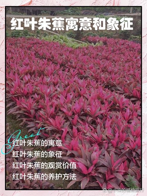 红花蕉的花语及其价值?红花蕉图片?-第3张图片-优品飞百科 红花蕉的花语及其价值?红花蕉图片?-第3张图片-优品飞百科