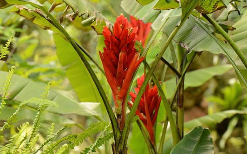 红花蕉的花语及其价值?红花蕉图片?-第5张图片-优品飞百科 红花蕉的花语及其价值?红花蕉图片?-第5张图片-优品飞百科