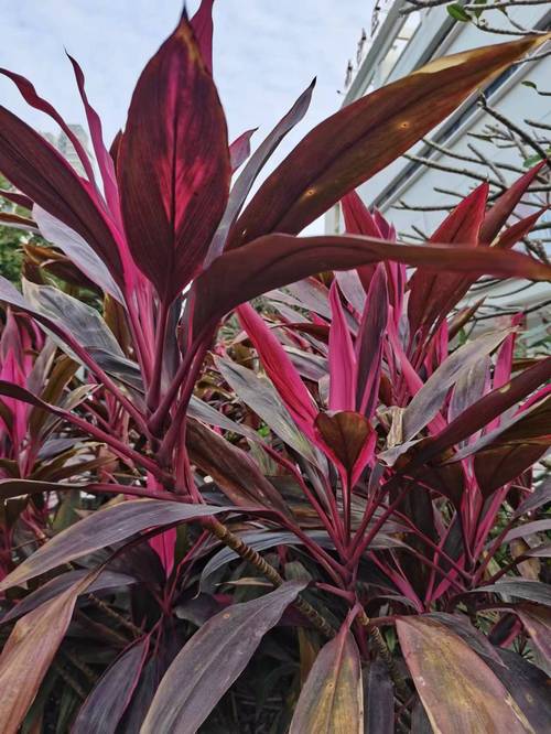 红花蕉的花语及其价值?红花蕉图片?-第6张图片-优品飞百科 红花蕉的花语及其价值?红花蕉图片?-第6张图片-优品飞百科