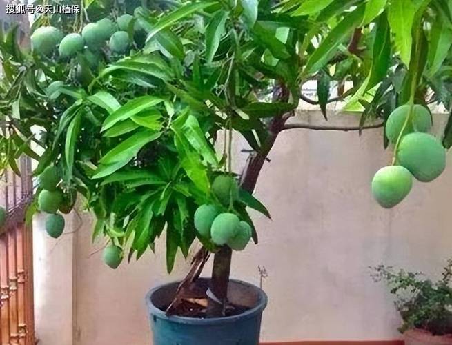 院子里最旺宅的果树？镇宅果树排名第一名？