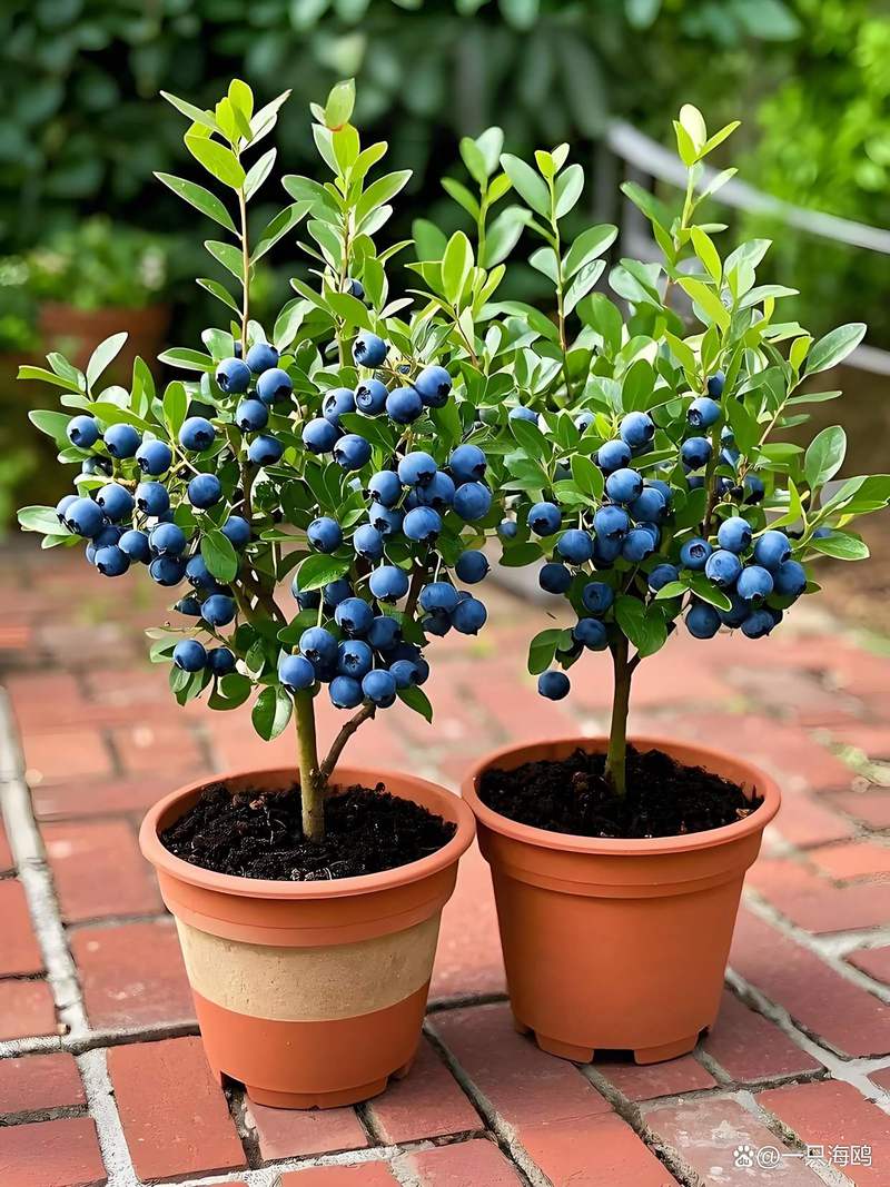 院子里最旺宅的果树?镇宅果树排名第一名?-第2张图片-优品飞百科 院子里最旺宅的果树?镇宅果树排名第一名?-第2张图片-优品飞百科