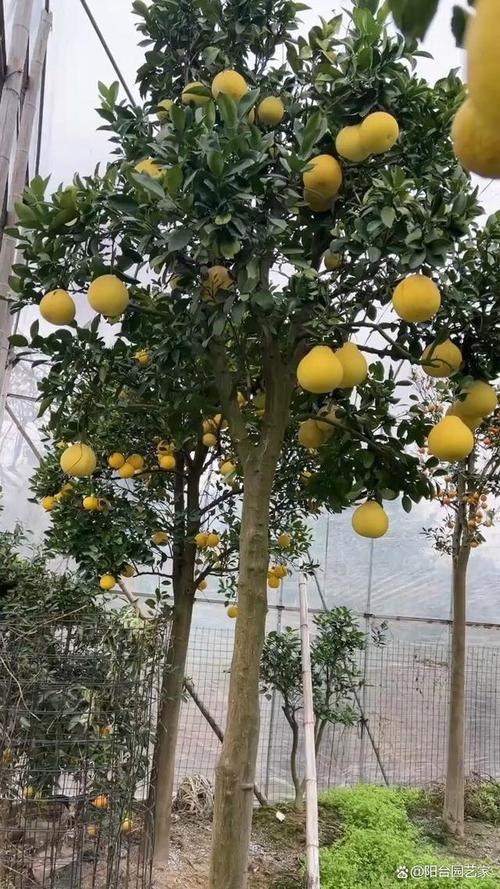 院子里最旺宅的果树?镇宅果树排名第一名?-第5张图片-优品飞百科 院子里最旺宅的果树?镇宅果树排名第一名?-第5张图片-优品飞百科