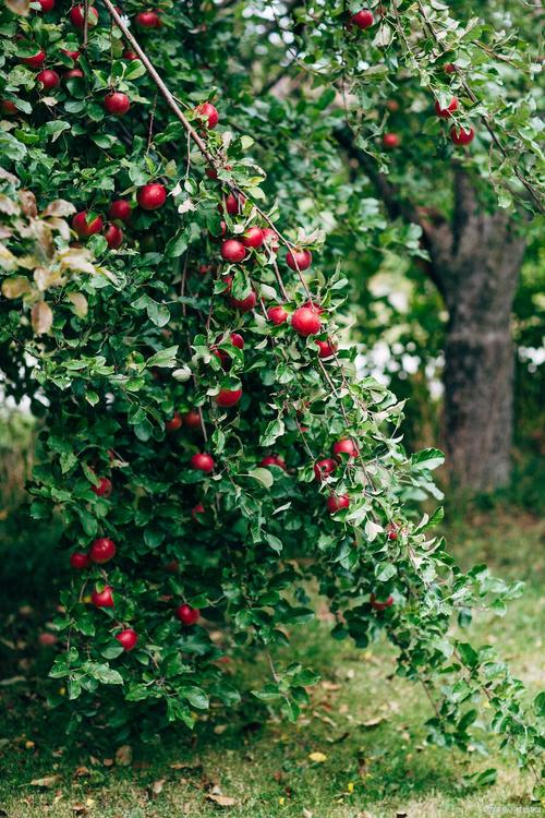 院子里最旺宅的果树?镇宅果树排名第一名?-第7张图片-优品飞百科 院子里最旺宅的果树?镇宅果树排名第一名?-第7张图片-优品飞百科