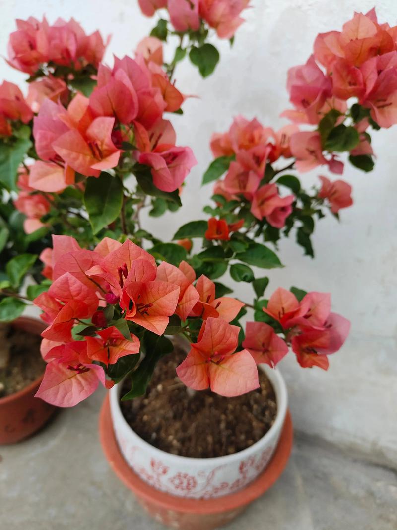 三角梅可以放在卧室吗？三角梅可以放在卧室吗有毒吗？-第1张图片-优品飞百科