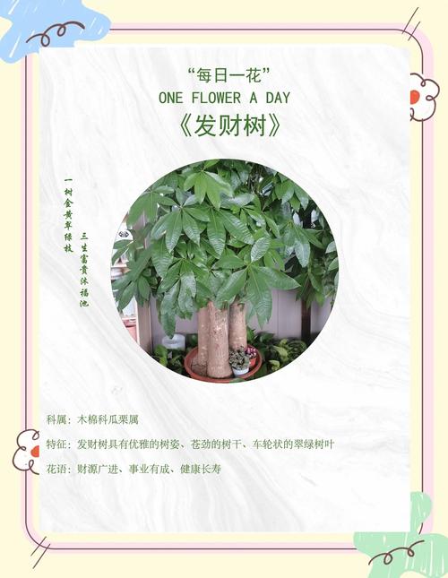 发财树为什么叫发财树,发财树的图片,发财树因何而得名??-第1张图片-优品飞百科 发财树为什么叫发财树,发财树的图片,发财树因何而得名??-第1张图片-优品飞百科