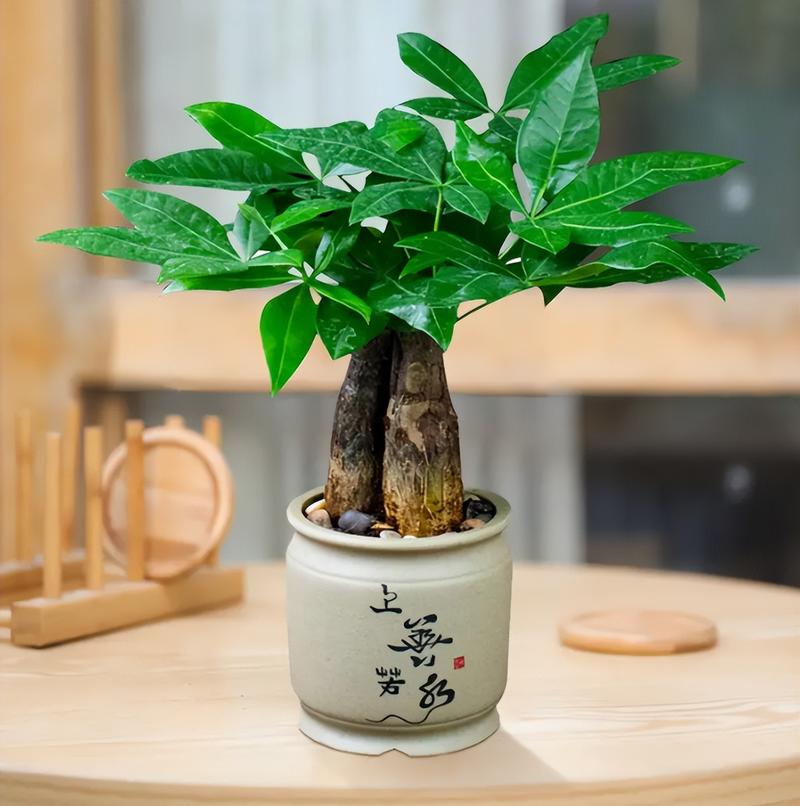 发财树为什么叫发财树,发财树的图片,发财树因何而得名??-第2张图片-优品飞百科 发财树为什么叫发财树,发财树的图片,发财树因何而得名??-第2张图片-优品飞百科