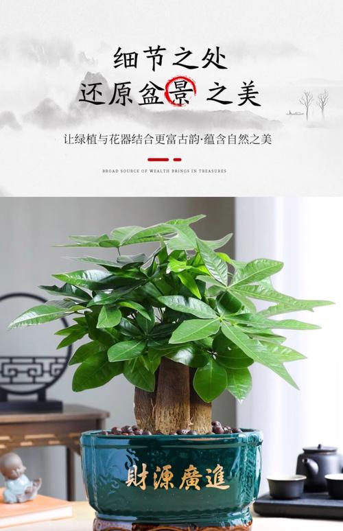 发财树为什么叫发财树,发财树的图片,发财树因何而得名??-第3张图片-优品飞百科 发财树为什么叫发财树,发财树的图片,发财树因何而得名??-第3张图片-优品飞百科