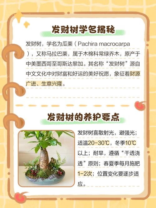 发财树为什么叫发财树,发财树的图片,发财树因何而得名??-第4张图片-优品飞百科 发财树为什么叫发财树,发财树的图片,发财树因何而得名??-第4张图片-优品飞百科