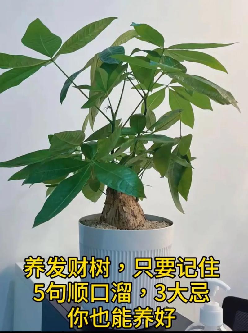 发财树为什么叫发财树,发财树的图片,发财树因何而得名??-第5张图片-优品飞百科 发财树为什么叫发财树,发财树的图片,发财树因何而得名??-第5张图片-优品飞百科