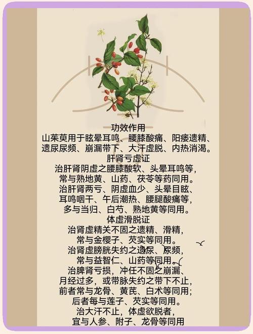 山茱萸的故事传说，山茱萸的故事传说有哪些？-第1张图片-优品飞百科