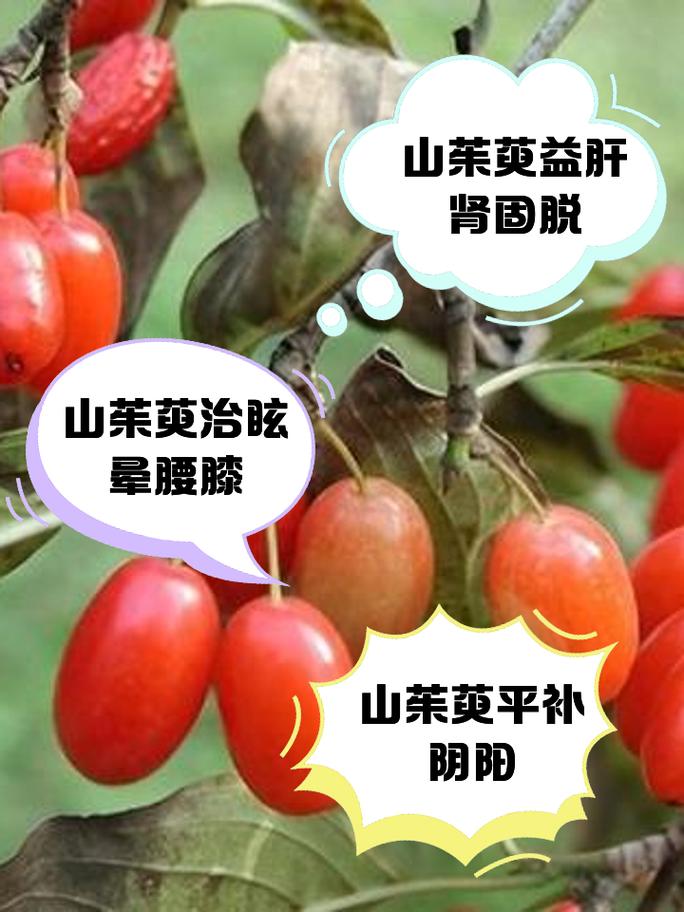 山茱萸的故事传说，山茱萸的故事传说有哪些？-第2张图片-优品飞百科