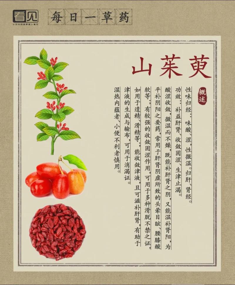 山茱萸的故事传说，山茱萸的故事传说有哪些？-第3张图片-优品飞百科