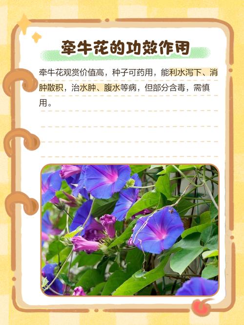 牵牛花有什么作用？牵牛花有什么药用？